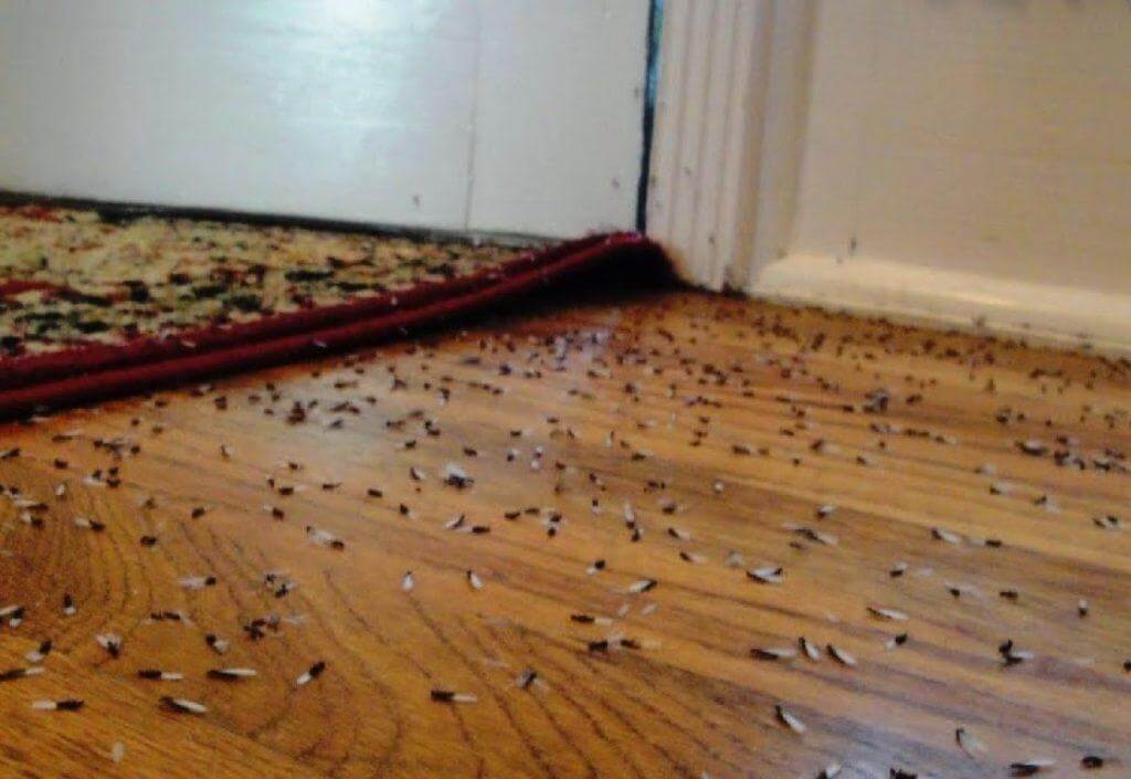 ψόφια έντομα από σαράκι